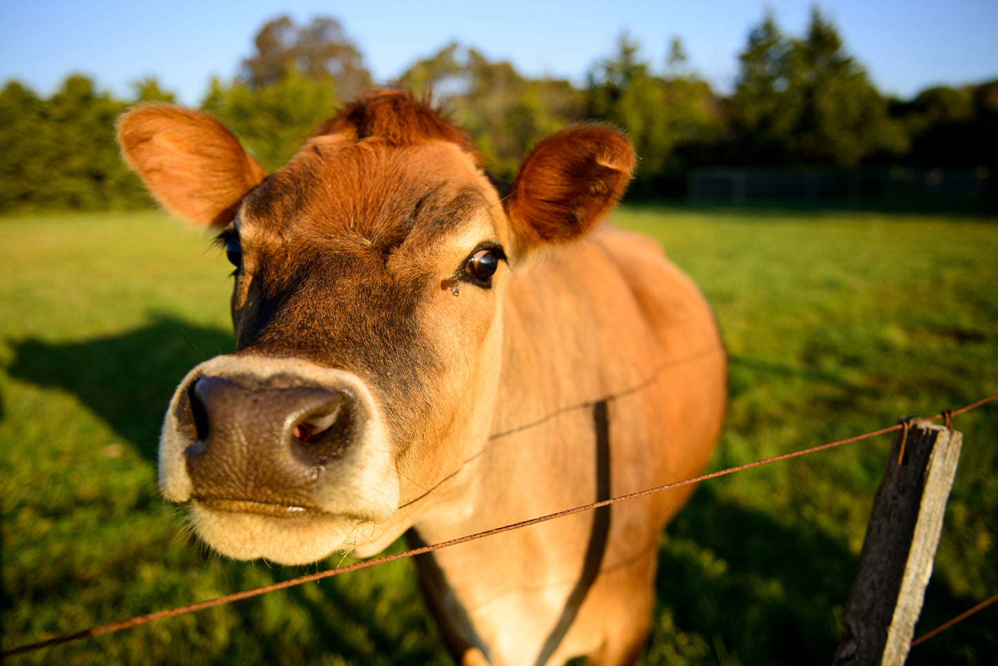 A. Herd Share Membership